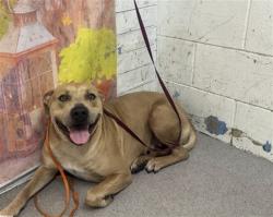 Shelter Stray Female Dog last seen MERIDIAN ST X JANES WAY, 333 Chandler Pl, San Bernardino, CA 92408, USA