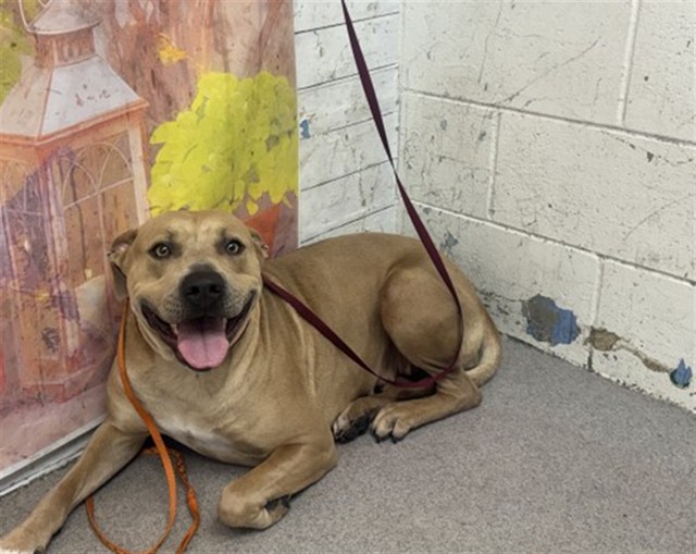 Shelter Stray Female Dog last seen MERIDIAN ST X JANES WAY, 333 Chandler Pl, San Bernardino, CA 92408, USA