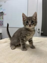 Shelter Stray Male Cat last seen Longview Rd & Food Ln, 64134, 64134, MO, 7077 Elmwood Ave, Kansas City, MO 64132, USA