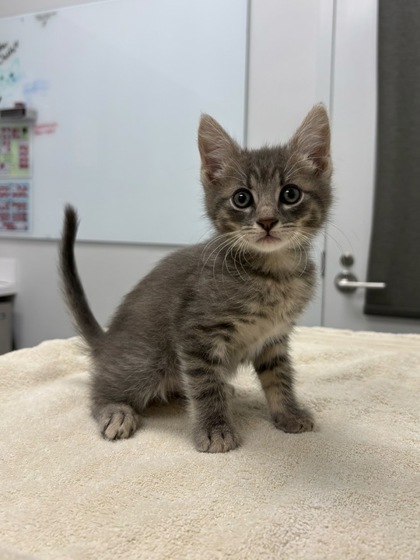 Shelter Stray Male Cat last seen Longview Rd & Food Ln, 64134, 64134, MO, 7077 Elmwood Ave, Kansas City, MO 64132, USA