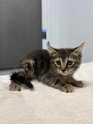 Shelter Stray Female Cat last seen Longview Rd & Food Ln, 64134, 64134, MO, 7077 Elmwood Ave, Kansas City, MO 64132, USA