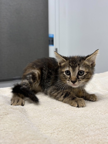 Shelter Stray Female Cat last seen Longview Rd & Food Ln, 64134, 64134, MO, 7077 Elmwood Ave, Kansas City, MO 64132, USA