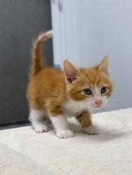 Shelter Stray Male Cat last seen Longview Rd & Food Ln, 64134, 64134, MO, 7077 Elmwood Ave, Kansas City, MO 64132, USA