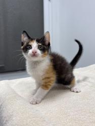 Shelter Stray Female Cat last seen Longview Rd & Food Ln, 64134, 64134, MO, 7077 Elmwood Ave, Kansas City, MO 64132, USA