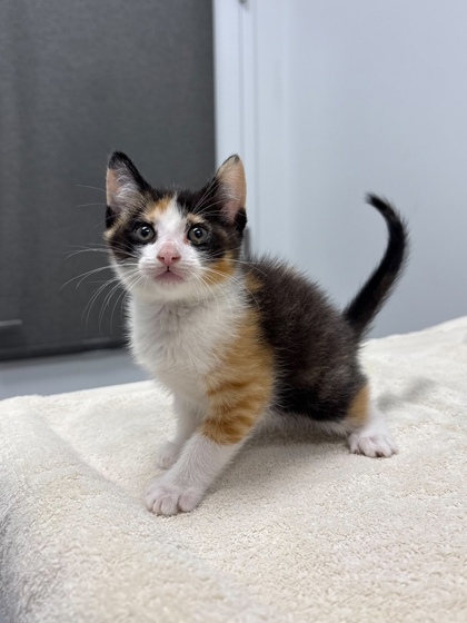 Shelter Stray Female Cat last seen Longview Rd & Food Ln, 64134, 64134, MO, 7077 Elmwood Ave, Kansas City, MO 64132, USA
