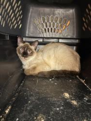 Shelter Stray Unknown Cat last seen E 15th Ter and White Ave, 64126, MO, 7077 Elmwood Ave, Kansas City, MO 64132, USA