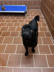 Shelter Stray Male Dog last seen Near Block Of Deval court, FOREST HILL, TX, 3961 Bluebell Dr, Everman, TX 76140, USA