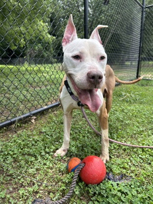 Shelter Stray Male Dog last seen Near Juliette Rd Stone Mountain, 30083, 30083, GA, 3280 Chamblee Dunwoody Rd, Chamblee, GA 30341, USA