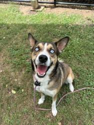 Shelter Stray Male Dog last seen 3800 Miles E Fowler Way, Stonecrest 30038, 30038, GA, 3280 Chamblee Dunwoody Rd, Chamblee, GA 30341, USA