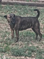 Found/Stray Female Dog last seen Near Montebello DR W Colorado Springs, Colorado Springs, CO 80918