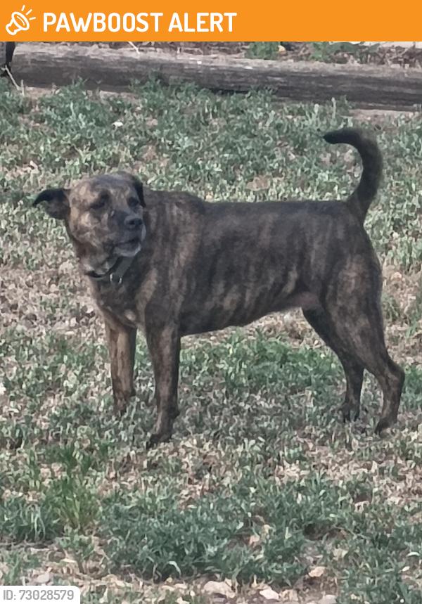 Found/Stray Female Dog last seen Near Montebello DR W Colorado Springs, Colorado Springs, CO 80918