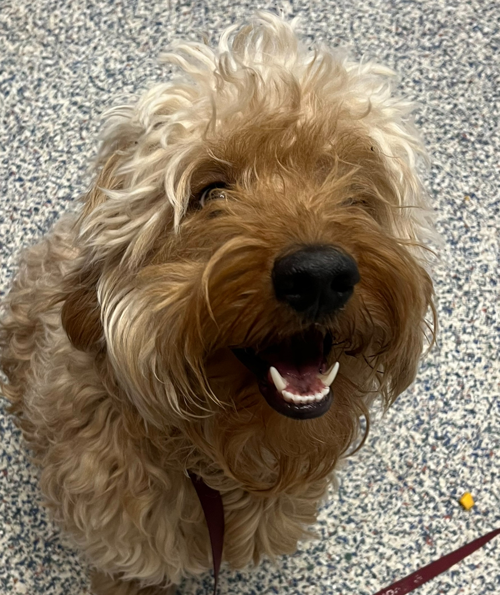 Shelter Stray Unknown Dog last seen 80th and Kipling, Arvada, CO, 80003, 580 McIntyre St, Golden, CO 80401, USA