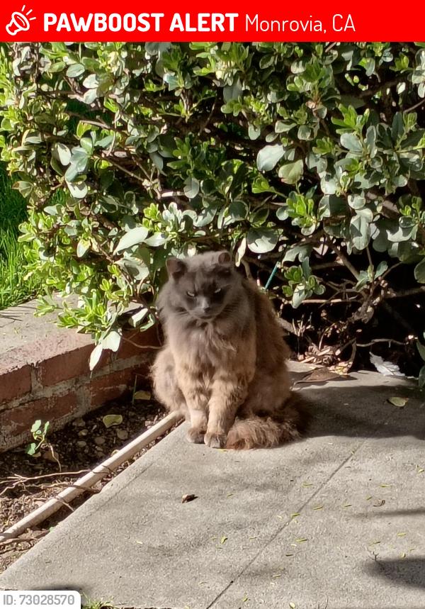 Lost Male Cat last seen North fifth avenue monrovia , Monrovia, CA 91006
