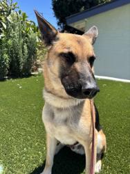 Shelter Stray Male Dog last seen National Avenue, San Diego, CA, 92113, 5500 Gaines St, San Diego, CA 92110, USA