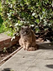 Lost Male Cat last seen North fifth avenue monrovia , Monrovia, CA 91006