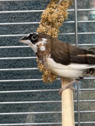 Shelter Stray Unknown Bird last seen Near Taft Avenue, San Diego, CA, 92037, 5500 Gaines St, San Diego, CA 92110, USA