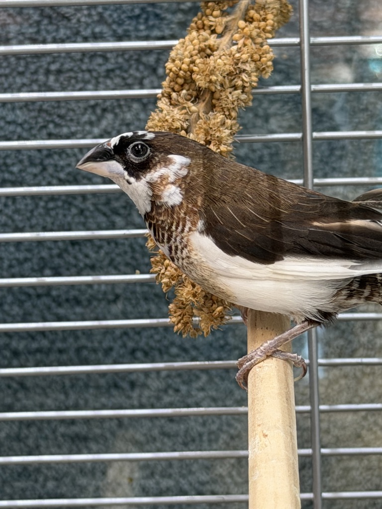 Shelter Stray Unknown Bird last seen Near Taft Avenue, San Diego, CA, 92037, 5500 Gaines St, San Diego, CA 92110, USA