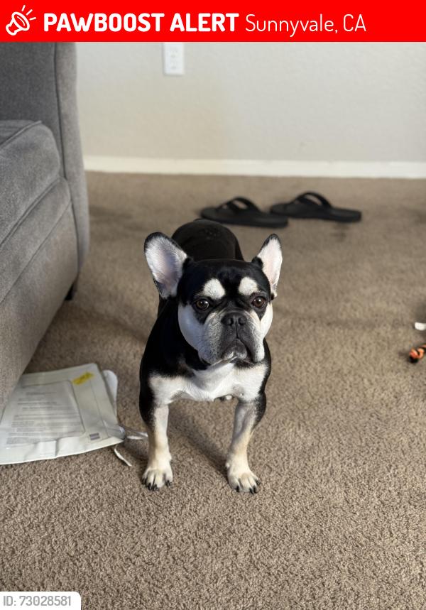 Lost Male Dog last seen North Fari Oaks Park, Sunnyvale, CA 94085