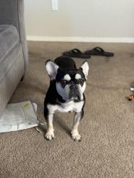 Lost Male Dog last seen North Fari Oaks Park, Sunnyvale, CA 94085