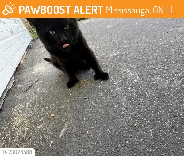 Found/Stray Unknown Cat last seen Collegeway, Mississauga, ON L5L