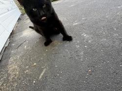Found/Stray Unknown Cat last seen Collegeway, Mississauga, ON L5L