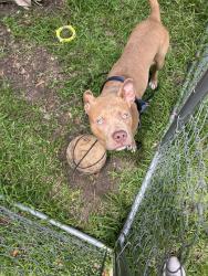 Found/Stray Male Dog last seen Bruton, stonehurst, Dallas, TX 75217