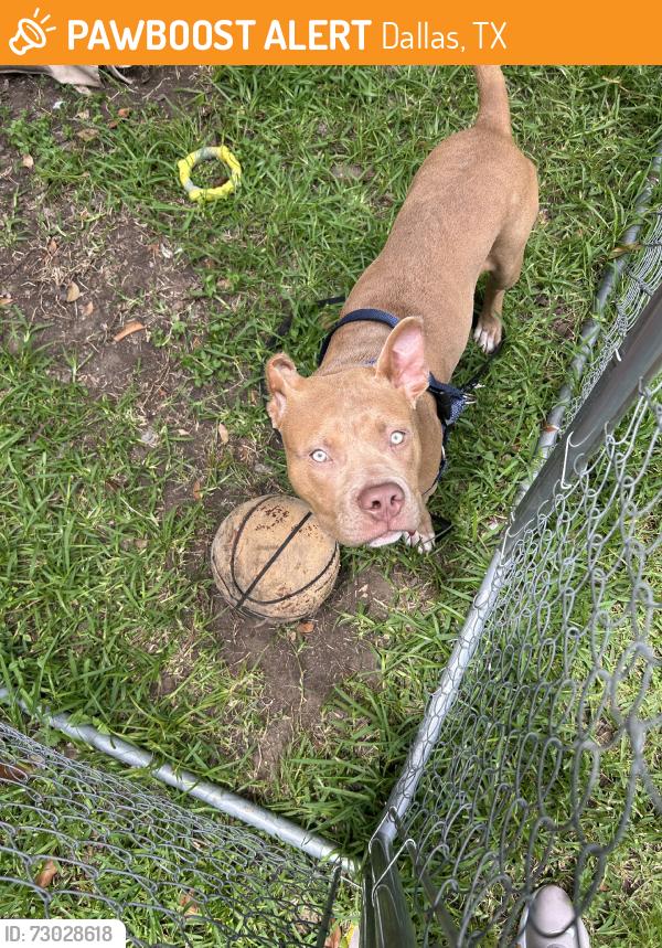 Found/Stray Male Dog last seen Bruton, stonehurst, Dallas, TX 75217
