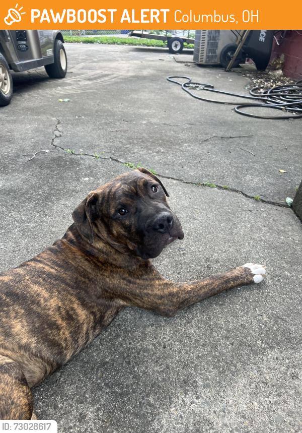 Found/Stray Male Dog last seen Livingston and Hamilton , Columbus, OH 43227