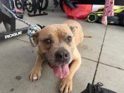 Found/Stray Female Dog last seen off of columbia, Boise, ID 83709