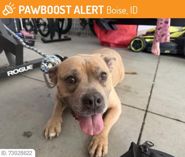 Found/Stray Female Dog last seen off of columbia, Boise, ID 83709
