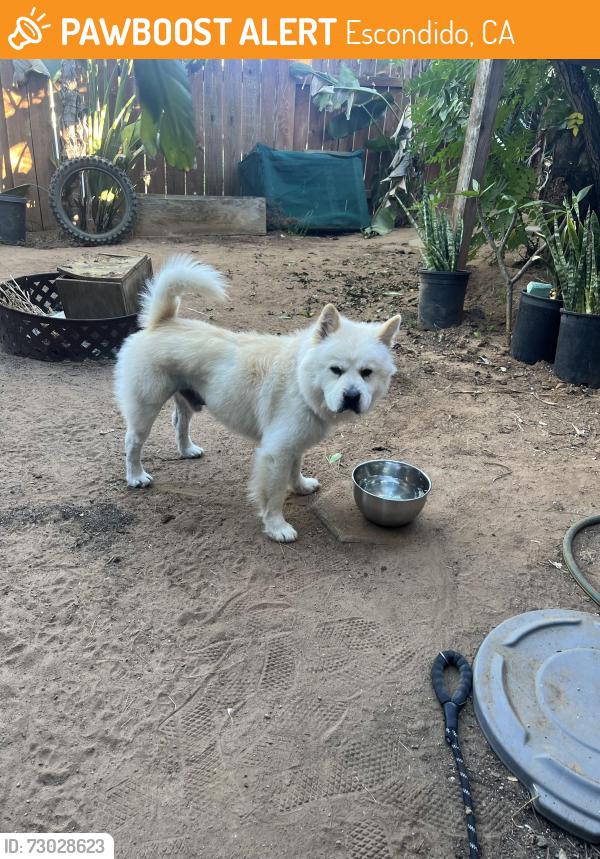 Found/Stray Male Dog last seen Upus st, Escondido, CA 92046