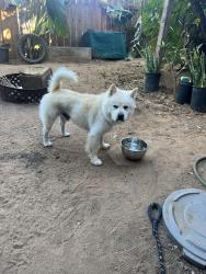 Found/Stray Male Dog last seen Upus st, Escondido, CA 92046