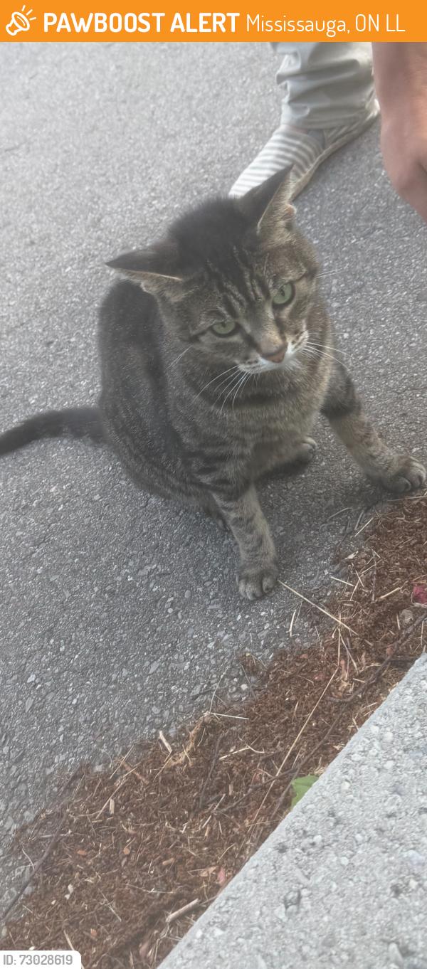 Found/Stray Unknown Cat last seen Collegeway, Mississauga, ON L5L