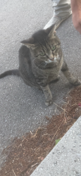Found/Stray Unknown Cat last seen Collegeway, Mississauga, ON L5L