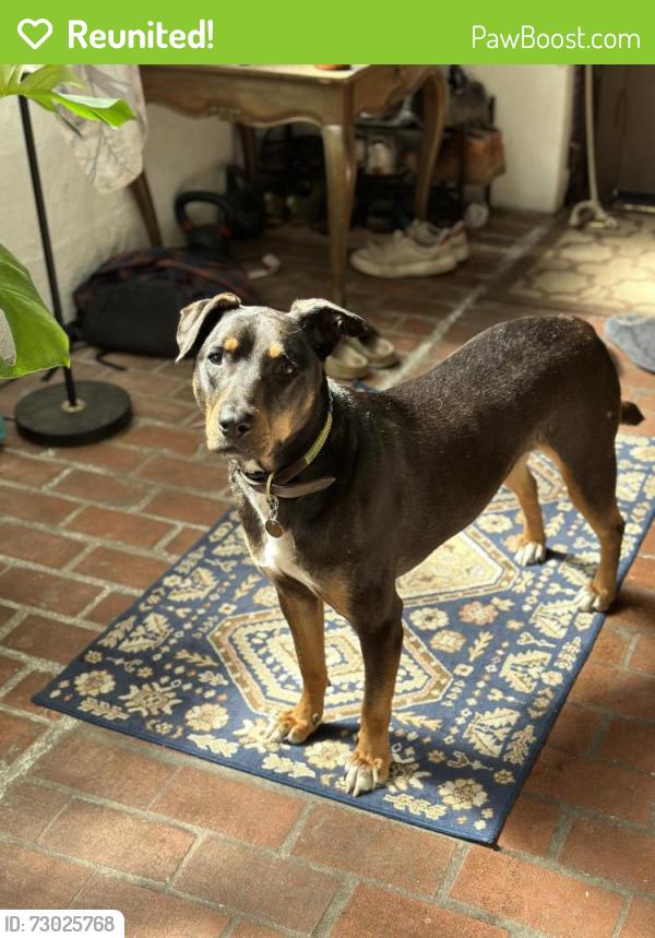 Reunited Female Dog last seen Near Mountain View rd Fairfax ca , Fairfax, CA 94930