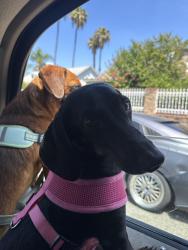 Reunited Female Dog last seen Near bandera st , Los Angeles, CA 90002