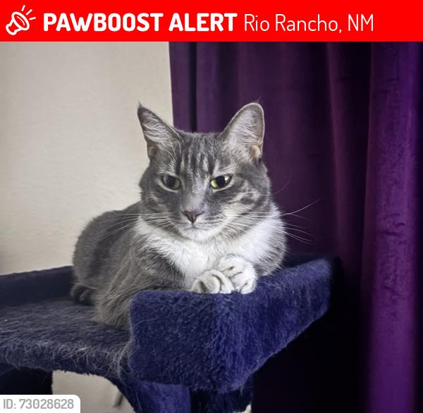Lost Female Cat last seen Southern/Daffodil, Rio Rancho, NM 87124
