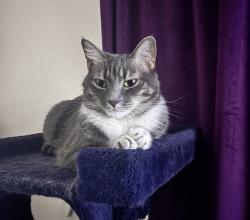 Lost Female Cat last seen Southern/Daffodil, Rio Rancho, NM 87124