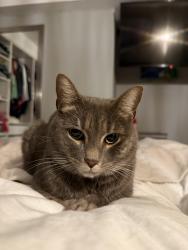 Lost Female Cat last seen 48th St and 48th Ave , Queens, NY 11377