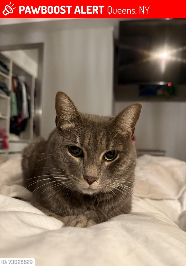 Lost Female Cat last seen 48th St and 48th Ave , Queens, NY 11377