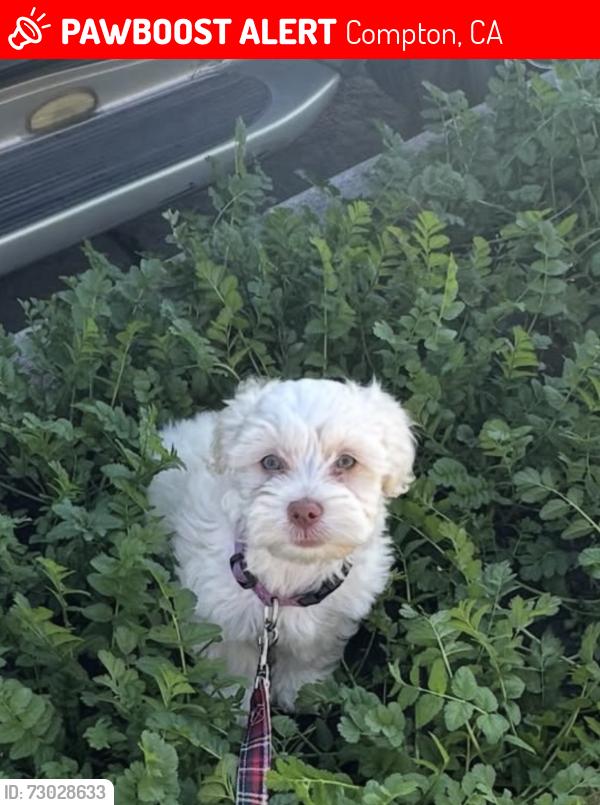 Lost Male Dog last seen Central and compton blvd, Compton, CA 90220