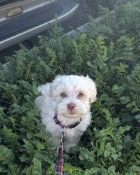 Lost Male Dog last seen Central and compton blvd, Compton, CA 90220