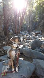 Reunited Male Dog last seen Islip Ridge Trail near Crystal Lake Camp Ground in Azusa, CA, Azusa, CA 91702