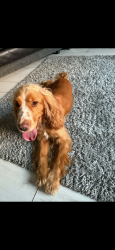 Lost Female Dog last seen Clare street , Belfast, Northern Ireland BT5 5GJ