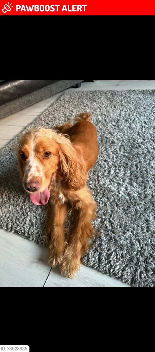 Lost Female Dog last seen Clare street , Belfast, Northern Ireland BT5 5GJ