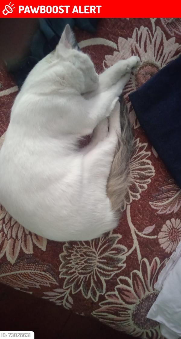 Lost Male Cat last seen Calle xaltipan, Heroica Puebla de Zaragoza, Pue. 72230