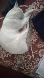 Lost Male Cat last seen Calle xaltipan, Heroica Puebla de Zaragoza, Pue. 72230