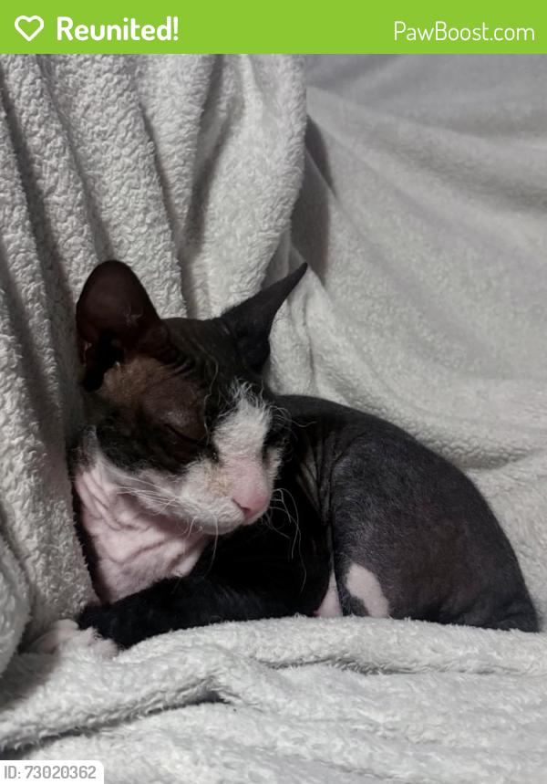 Reunited Male Cat last seen Near Skyland Dr, Roswell, 30075, Roswell, GA 30075