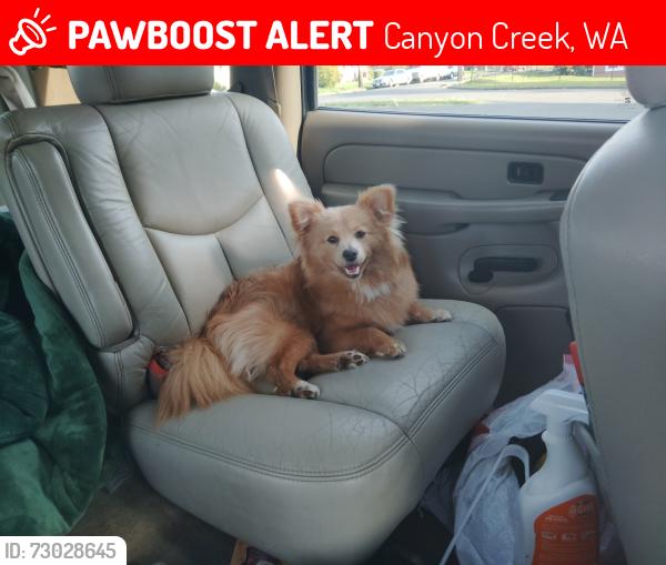 Lost Male Dog last seen Nisqually Mart, Canyon Creek, WA 98223