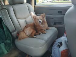 Lost Male Dog last seen Nisqually Mart, Canyon Creek, WA 98223